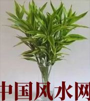 广安十二生肖养什么植物最旺财运？你知道吗！