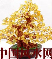 广安买了招财植物却不能发财，是方位摆错了！